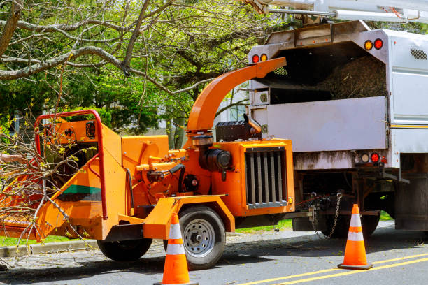  Byron, MN Tree Services Pros